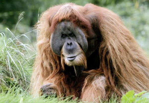 Bild 1 von 1: Die Urmutter der Zoo-Doku-Soaps \