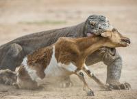 Tierische Blitzattacken