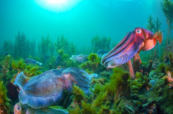 Bild 1 von 5: Tintenfische im Spencer-Golf in Australien