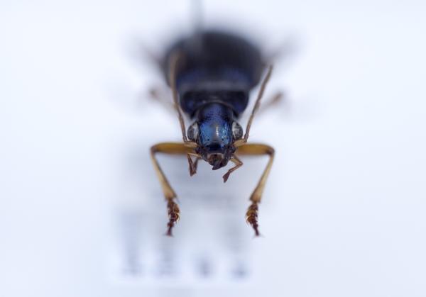 Bild 1 von 2: Ein Laufkäfer, dessen Larven Frösche fressen.