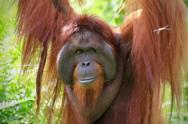Bild 1 von 5: Ein ausgewachsenes Orang-Utan-Männchen mit ausgeprägten Wangenwülsten und einem großen Kehlsack: Damit ist er in den Augen der Weibchen besonders attraktiv.