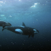 Die Sprache der Tiere