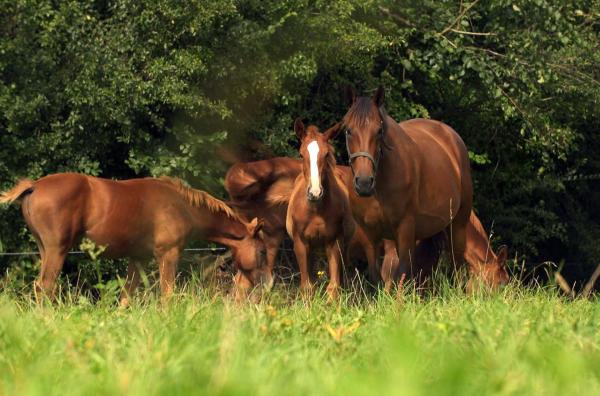 Bild 1 von 2: Eines der wichtigsten Ereignisse des Jahres in dem eleganten Badeort Deauville an der normannischen Küste ist die Versteigerung der Jährlinge.