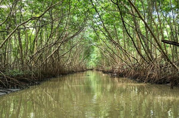 Bild 1 von 3: Die Mangrovenwälder auf Martinique können unwirtlich erscheinen. Dieses Labyrinth wimmelt jedoch von Leben und Ressourcen.