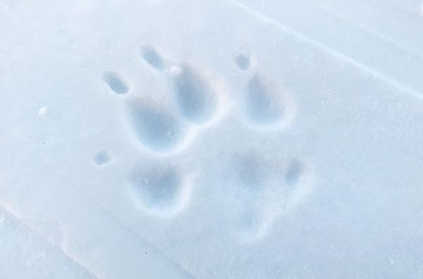 Bild 1 von 4: Obwohl die Wölfe zahlreich im Yukon vorkommen, sind sie manchmal fast unsichtbar.