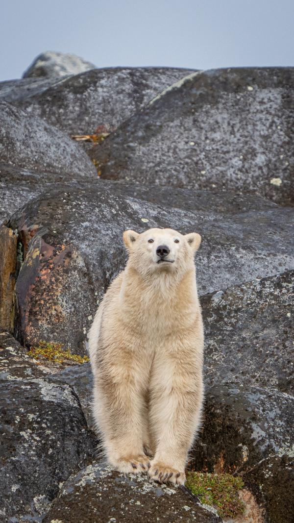Bild 1 von 10: Der Eisbär gehört zu den Bärenarten, die keinen Winterschlaf halten.
