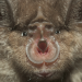 Welt der Tiere