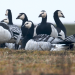 Apfelwiesen und Wildnis: Das Alte Land an der Elbe