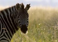 Die Sprache der Tiere