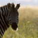 Die Sprache der Tiere