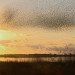 NETZ NATUR