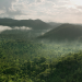 Guyana - Der Weg des Jaguars