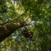Hoffnungsträger Wald - Können Bäume das Klima retten?
