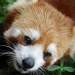 Anna und die wilden Tiere