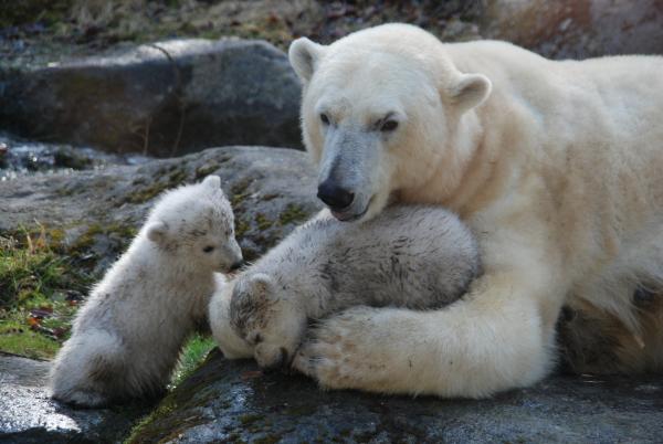 Bild 1 von 1: Eisbären.