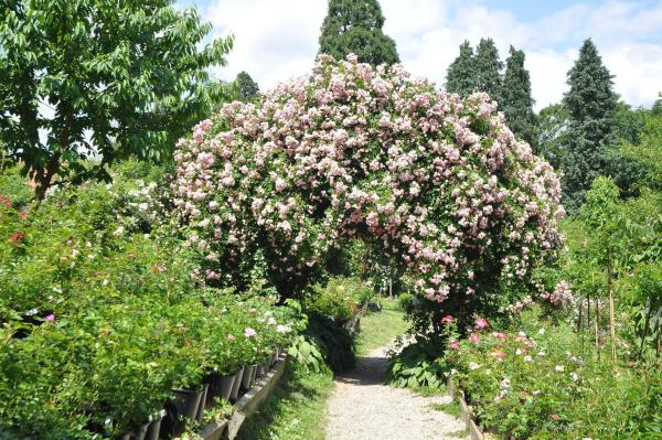 Bild 1 von 3: Im Bild: Rosenbogen mit \