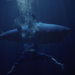 Shark Lake
