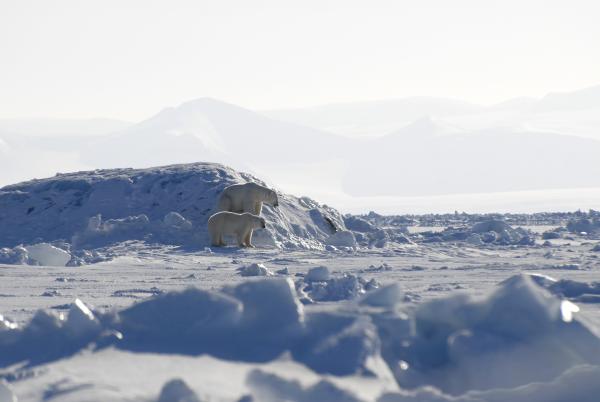 Bild 1 von 3: Wer das Ende der Polarnacht erleben will, sollte jetzt mit dem Hundeschlitten in die weiße Wildnis aufbrechen - oder mit Schneeschuhen vor Sonnenaufgang einen Gipfel erobern. Es ist die beste Zeit, um Eishöhlen unter Gletschern zu erforschen - oder um im Packeis Eisbären (im Bild) zu beobachten.