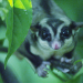 Wildes Indonesien