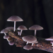 Im Königreich der Pilze