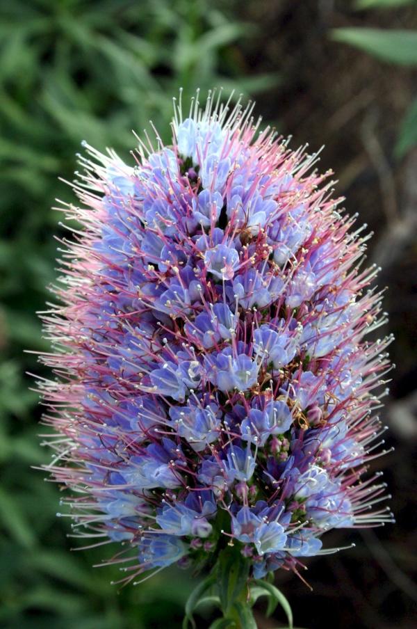 Bild 1 von 12: Prächtiger Natternkopf (Echium nervosum).
