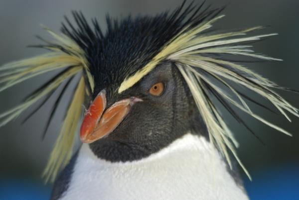 Bild 1 von 1: Ein Felsenpinguin.