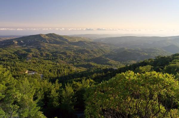 Bild 1 von 3: Am Rande des Troodos-Gebirges auf Zypern ist der Boden fruchtbar - ideal für den Anbau von Majoran.