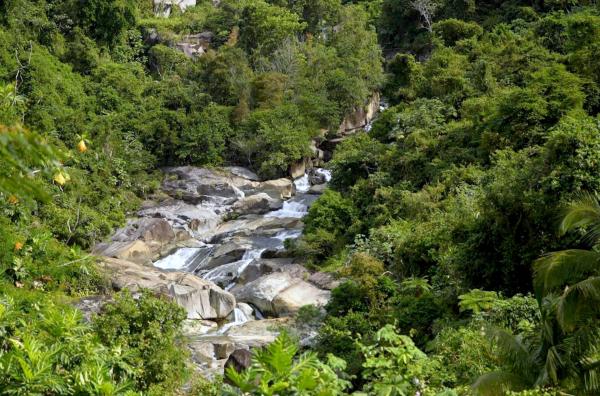Bild 1 von 2: Der tropische Regenwald El Yunque in Puerto Rico beherbergt mehr als 160 Tierarten.