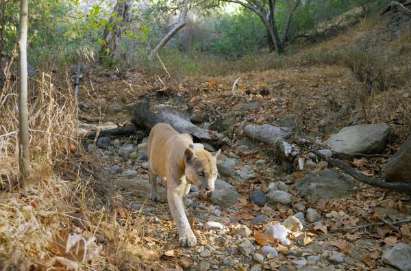 Bild 1 von 3: Ein Berglöwe in den Santa Monica Mountains bei Los Angeles - inzwischen leben dort rund ein Dutzend der Katzen.