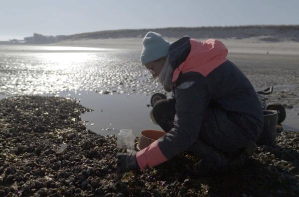 Bild 1 von 5: Meeresökologin Annika Cornelius vom Alfred-Wegener-Institut erforscht eingeschleppte Arten im Wattenmeer.