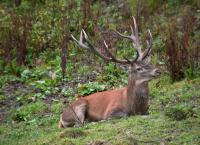 Wildes Land