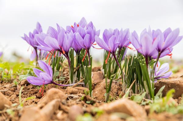 Bild 1 von 8: In der sagenumwobenen Region La Mancha lebt die Bevölkerung hauptsächlich von Viehzucht und Landwirtschaft. Auch das teuerste Gewürz der Welt wird hier angebaut: Safran.