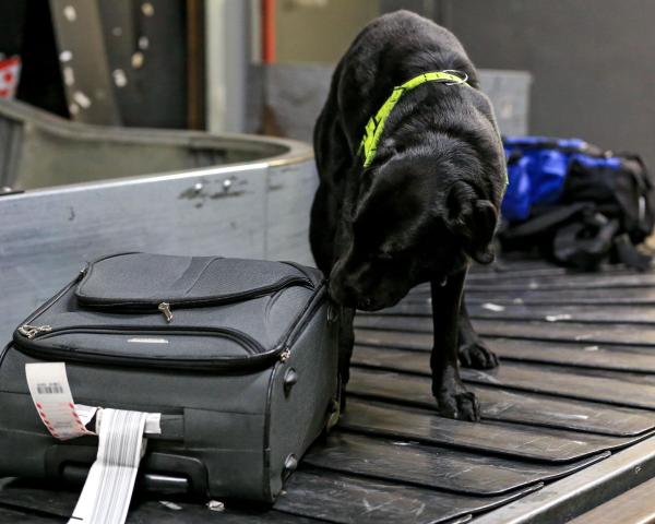 Bild 1 von 6: Scooby