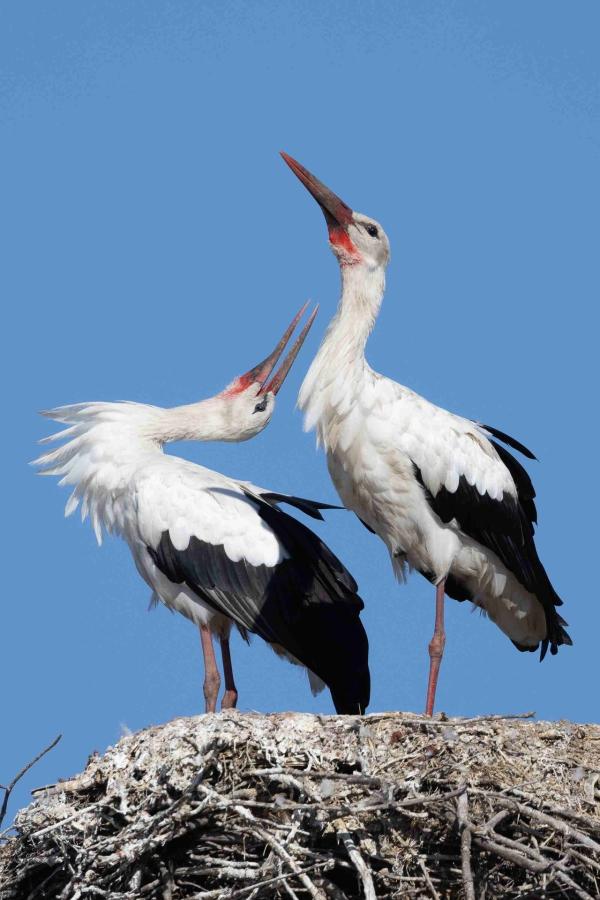 Bild 1 von 4: Störche sind im Alentejo ein vertrauter Anblick. In Dörfern wie Torre leben sie friedlich mit den Menschen zusammen.