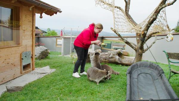 Bild 1 von 26: Im Bild: Stefanie Greiner mit Waschba¨r auf Gut Aiderbichl.