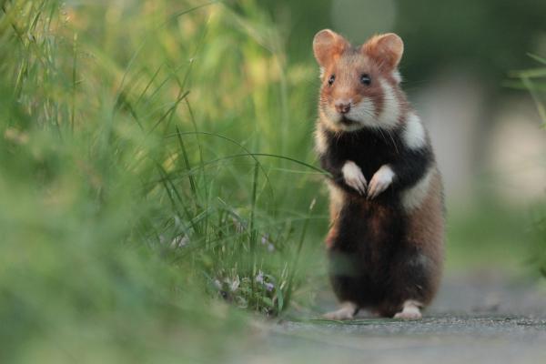 Bild 1 von 15: Hamster waren in den Wiesen heimisch, bevor es die Stadt Wien gab. Nun haben sie sich ihre Nische auf den Friedhöfen gesucht.