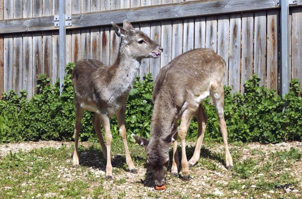 Bild 1 von 2: Mesopotamische Damhirsche.