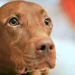 Einfach clever: Wie Tiere denken