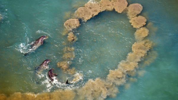 Bild 1 von 15: Große Tümmler wühlen den Meeresboden auf, sodass im Wasser ein Ring aus Schlamm entsteht. Verängstige Fische versuchen, über das Hindernis zu springen und landen dabei oft im Maul der Delfine.