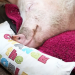 Die 100 witzigsten Tiere - Ich glaub, mein Schwein pfeift