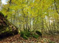 Meisterwerke, Urwälder und Prachtbauten - Österreichs Erbe für die Welt