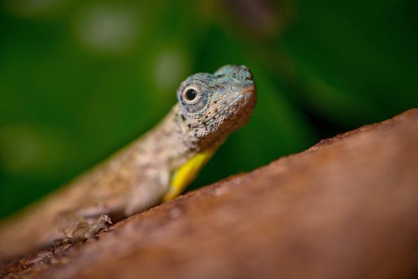 Bild 1 von 15: Die Drachenechse wird auch Flugdrache genannt. Sie bewohnt Bäume im Dschungel Asiens. Dort jagt sie Ameisen und andere kleine Insekten. Indem sie ihre Rippen abspreizt, spannt sie eine Hautfläche auf, mit der sie von Baum zu Baum segelt.