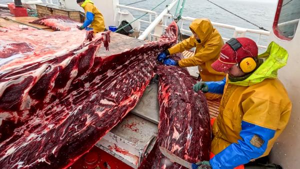Bild 1 von 10: Der Bedarf an Walfleisch in Norwegen ist stark gesunken, die Fangquoten der Regierung werden seit Jahren nicht mehr voll ausgenutzt, da es nicht genügend Abnehmer gibt.