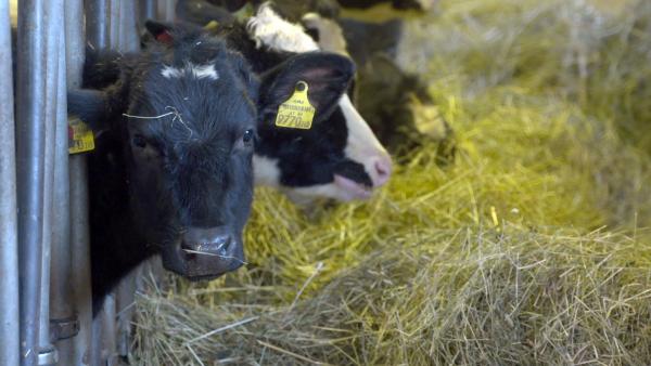 Bild 1 von 1: Im Bild: Kuh auf Schattenschupferhof.