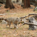 Amerikas Naturwunder: Yosemite