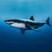 Killer of the Great White