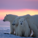 Die Reise der Eisbären