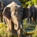 Big Five Asien