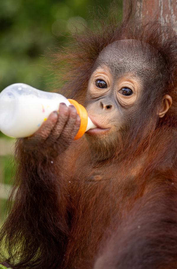 Bild 1 von 4: Die kleine Orang-Utan-Dame Addy ist ein Waisenkind. Sie wächst in der Orang-Utan-Aufzuchtstation Sepilok im malaysischen Bundesstaat Sabah auf.