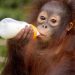 Orang-Utans - Borneos Waldmenschen